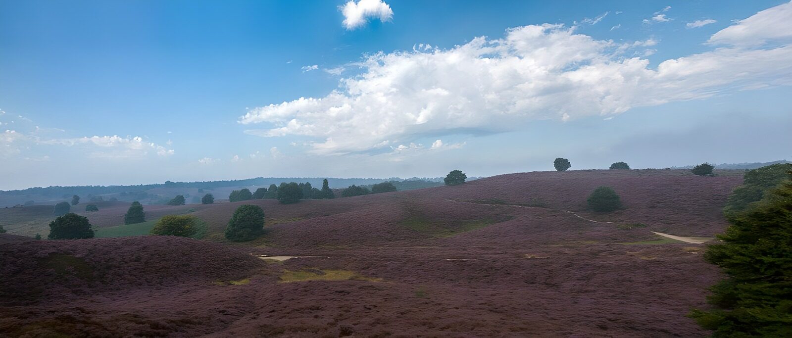 PDGIT2589581: Colline di erica e nuvole bianche