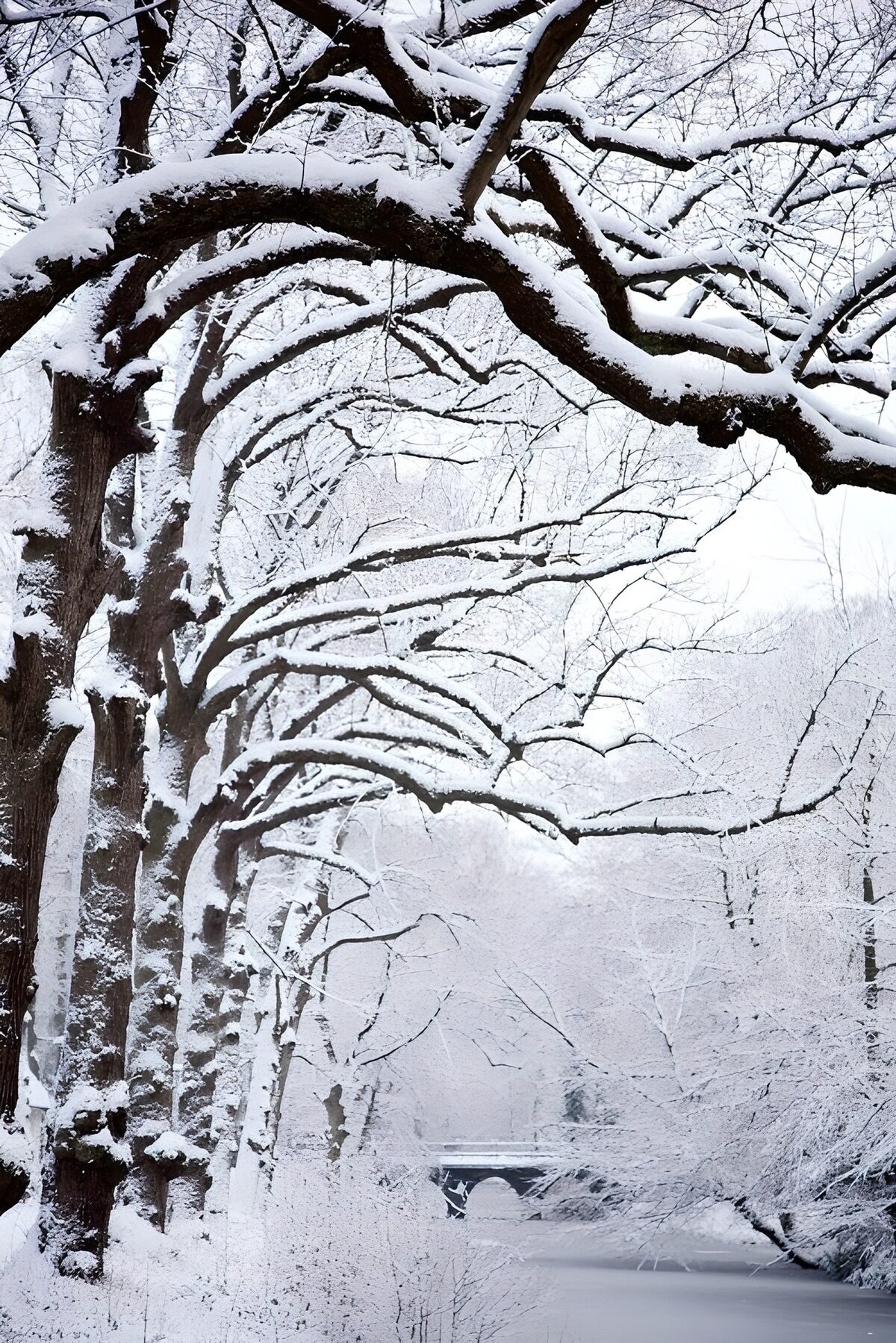 PDGIT4006469: Ponte e canale tra gli alberi innevati