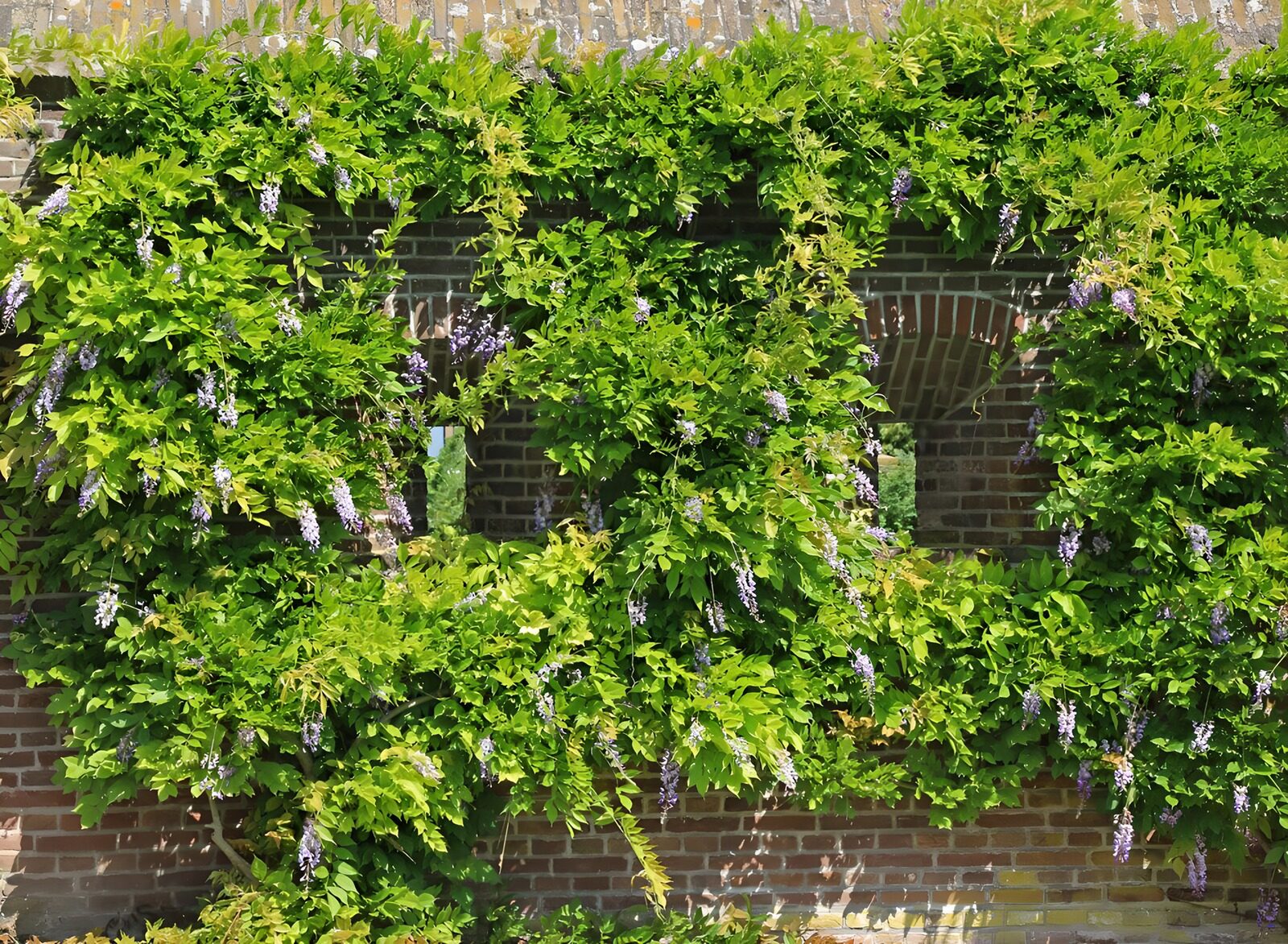 PDGIT2980396: Glicine in fiore sul muro di mattoni