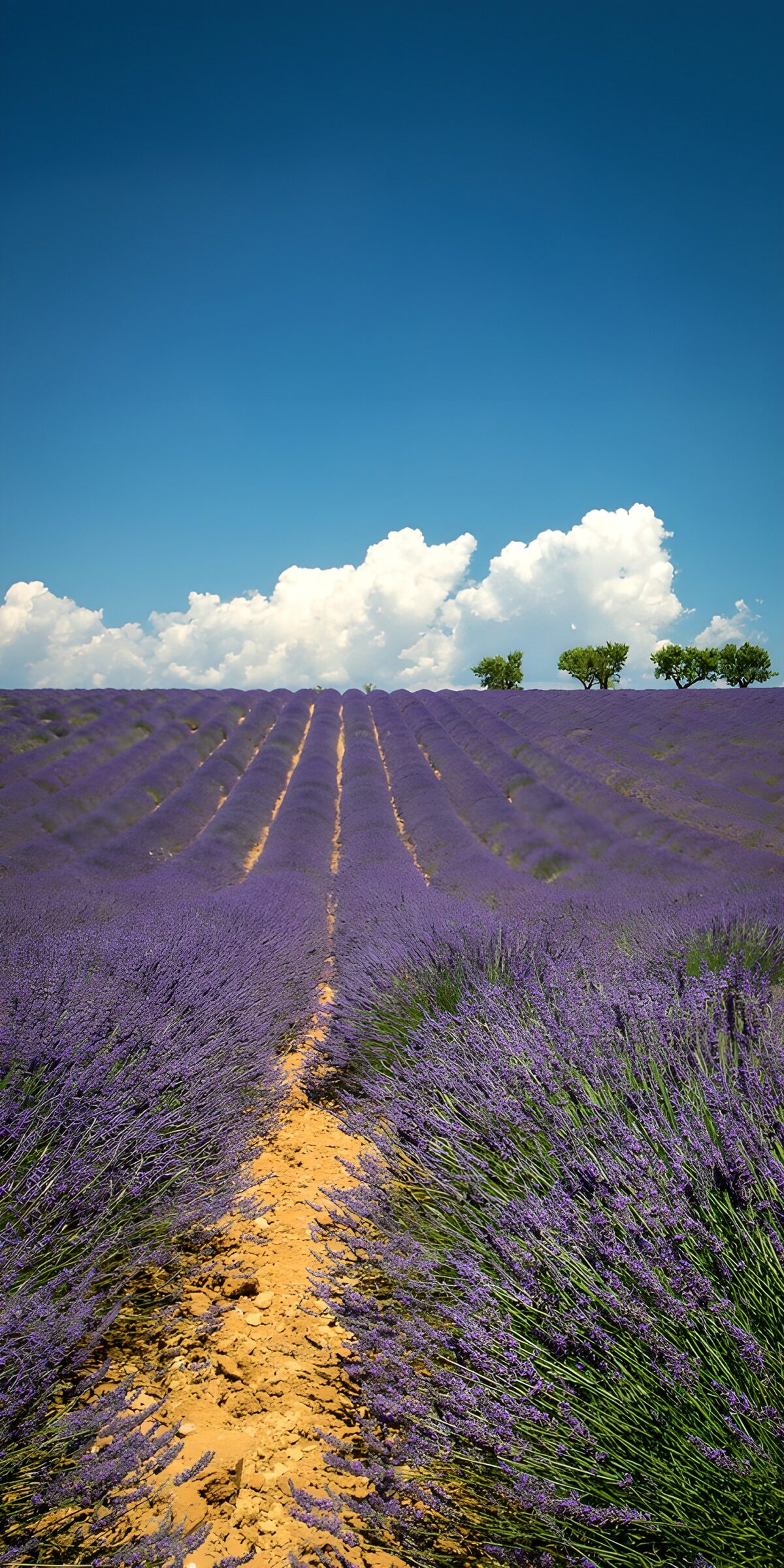 PDGIT4642342: Lavanda in fila sotto il sole