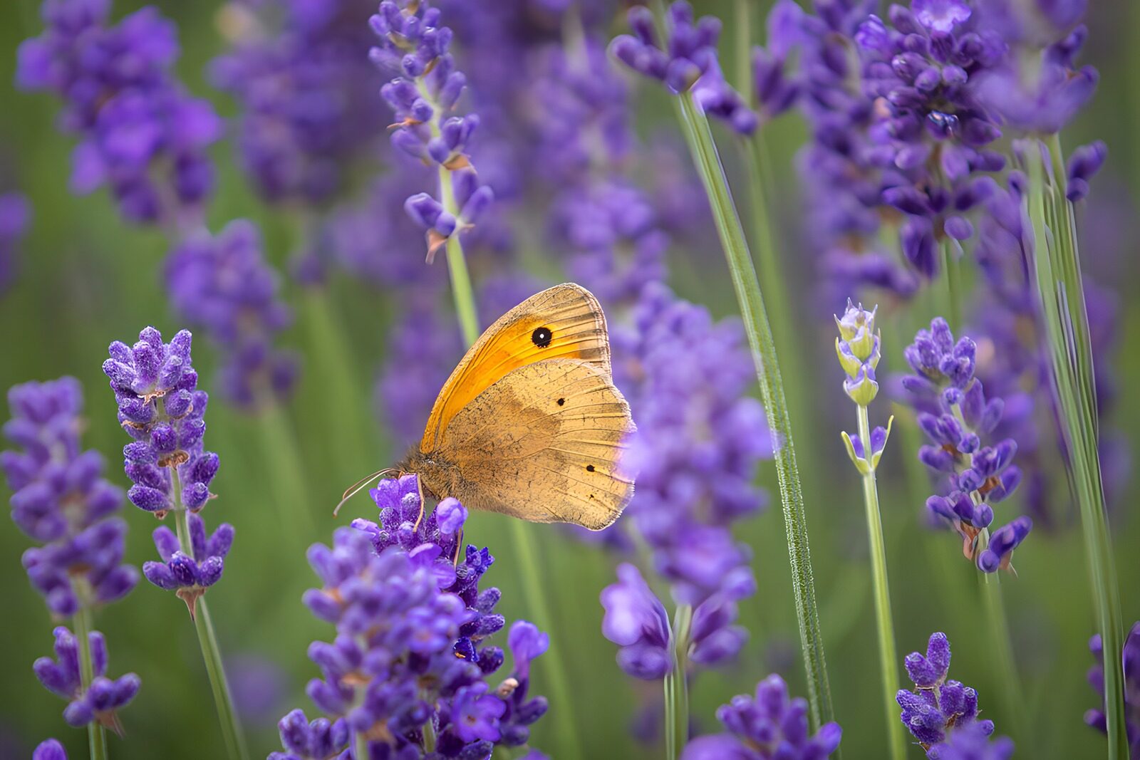 PDGIT6621946: Ali d’oro nel viola della lavanda