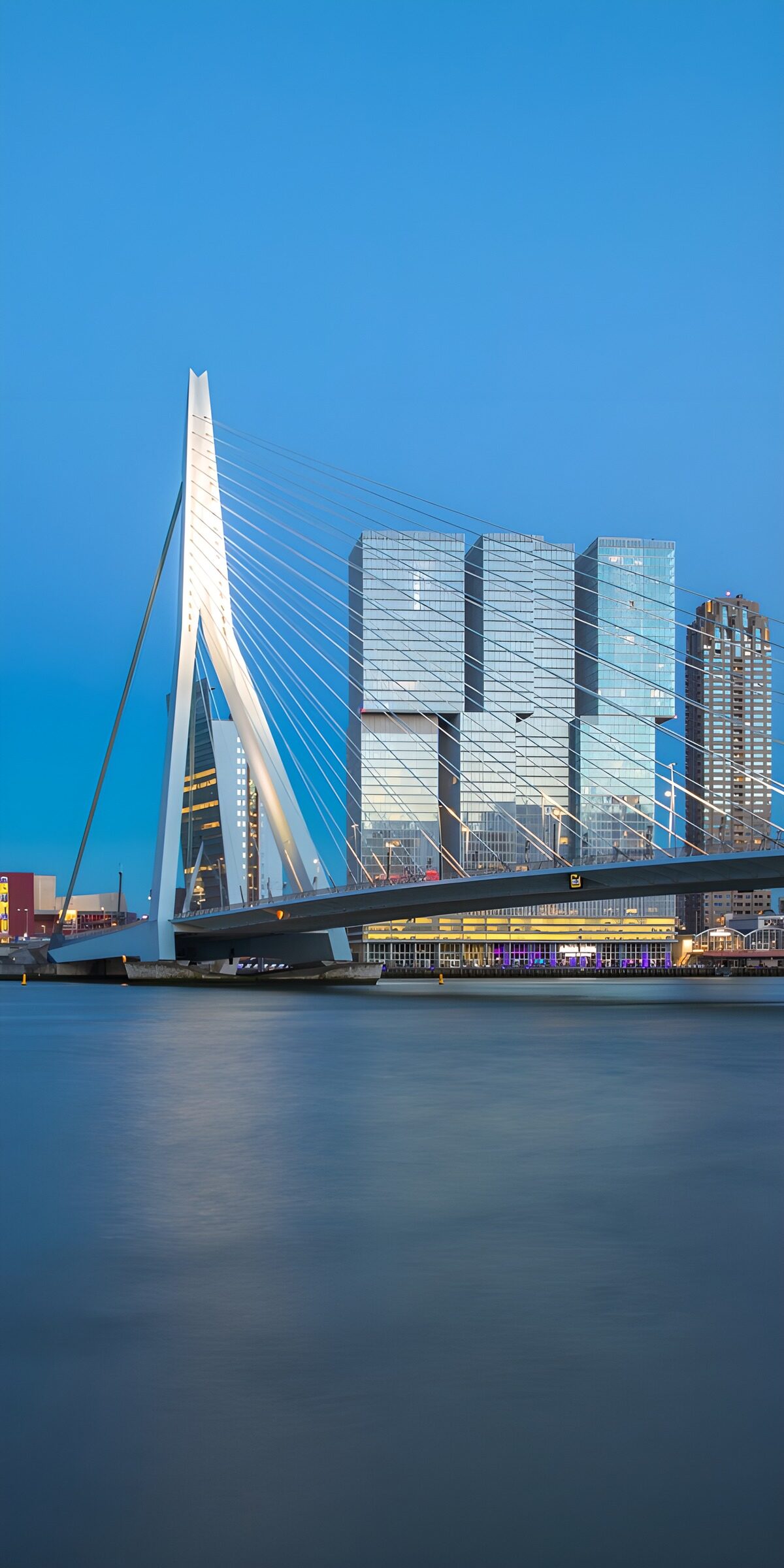PDGIT4983824: Ponte Erasmus e grattacieli al crepuscolo