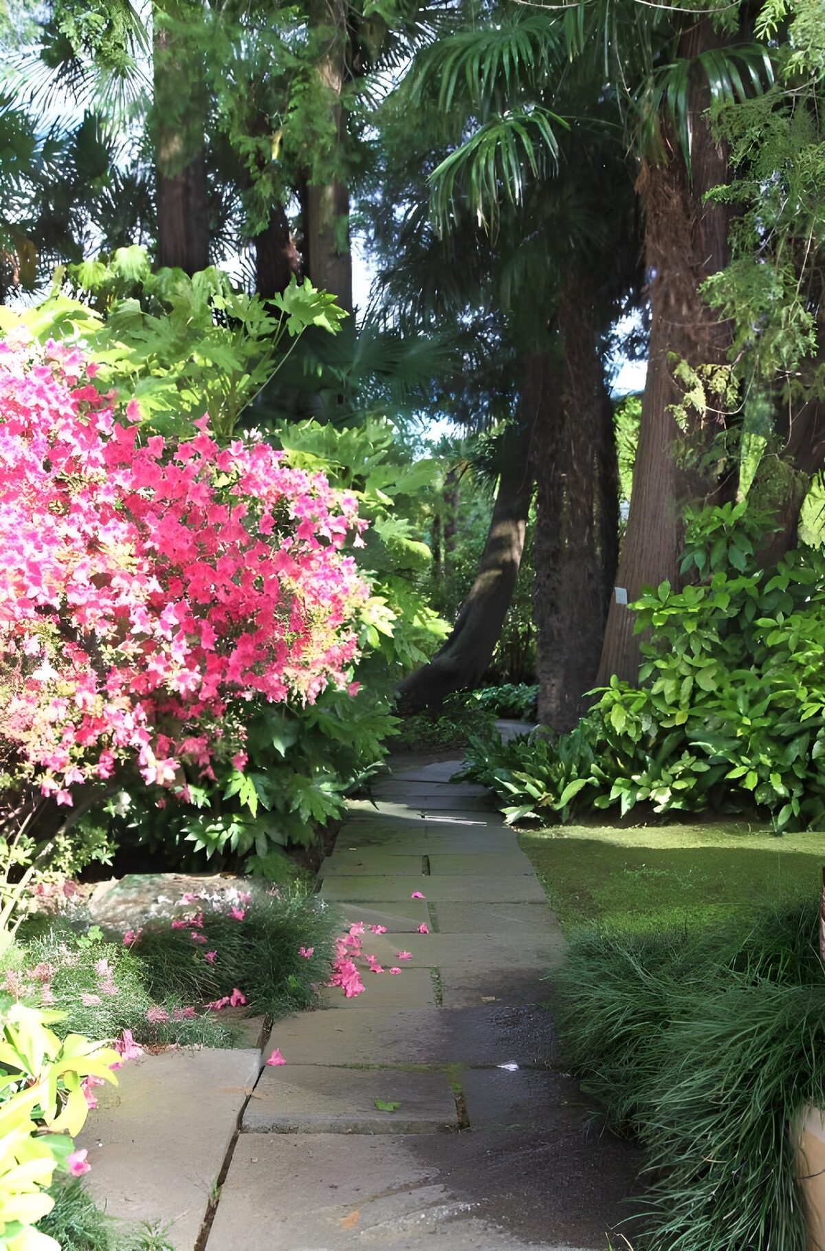 PDGIT4052597: Sentiero di pietra tra palme e fiori rosa