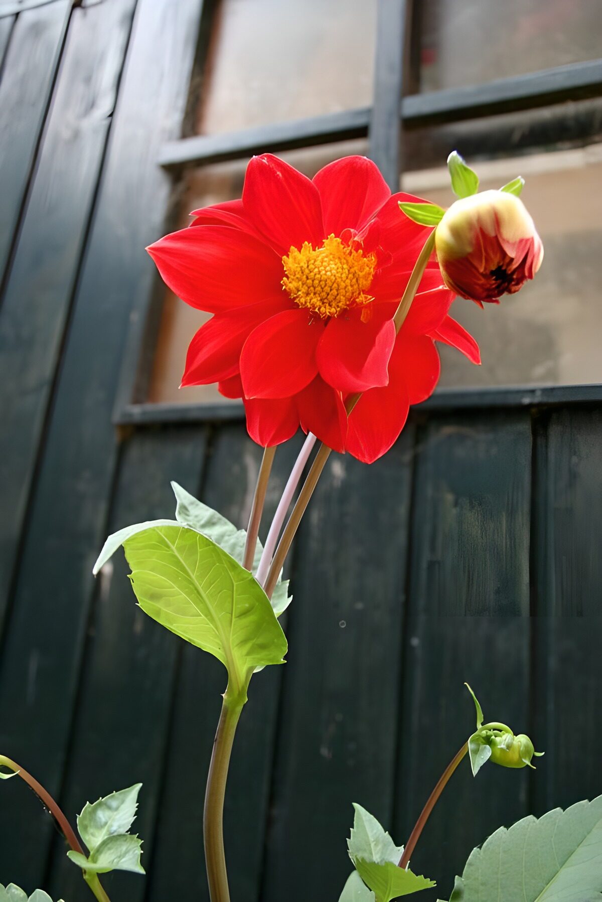 PDGIT8141865: Dalia rossa sul legno scuro