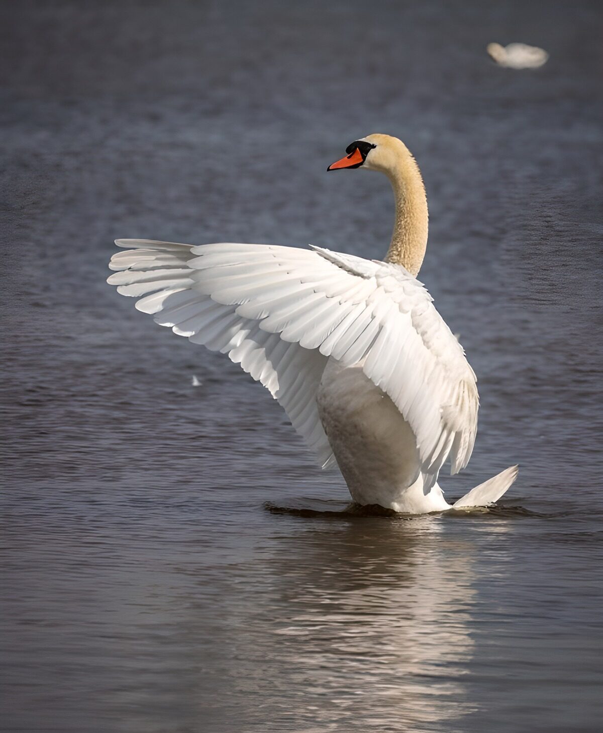 PDGIT1627014: Cigno reale, ali aperte sull’acqua