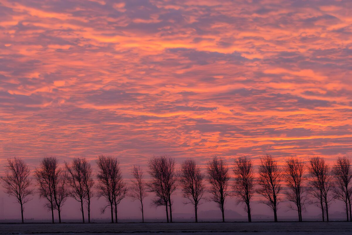 PDGIT3329417: Alberi spogli sotto il cielo rosa