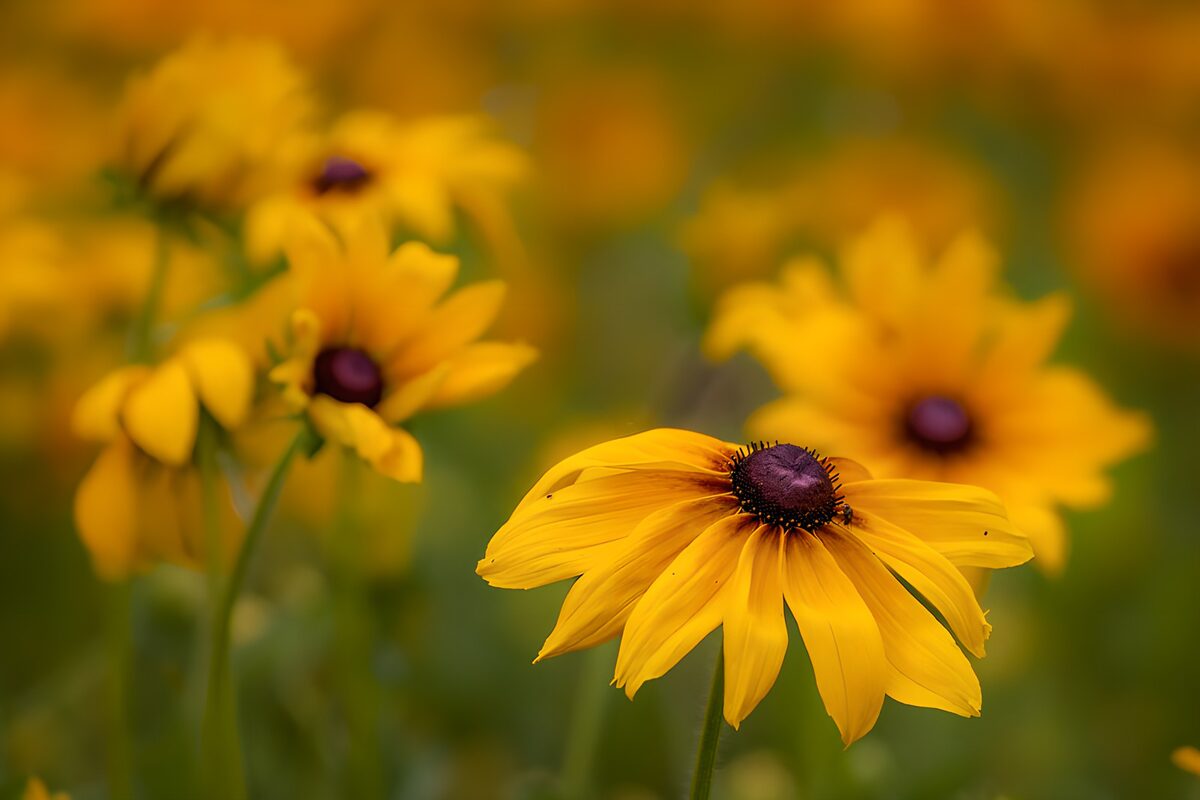 PDGIT3829228: Rudbeckia gialla nella luce morbida