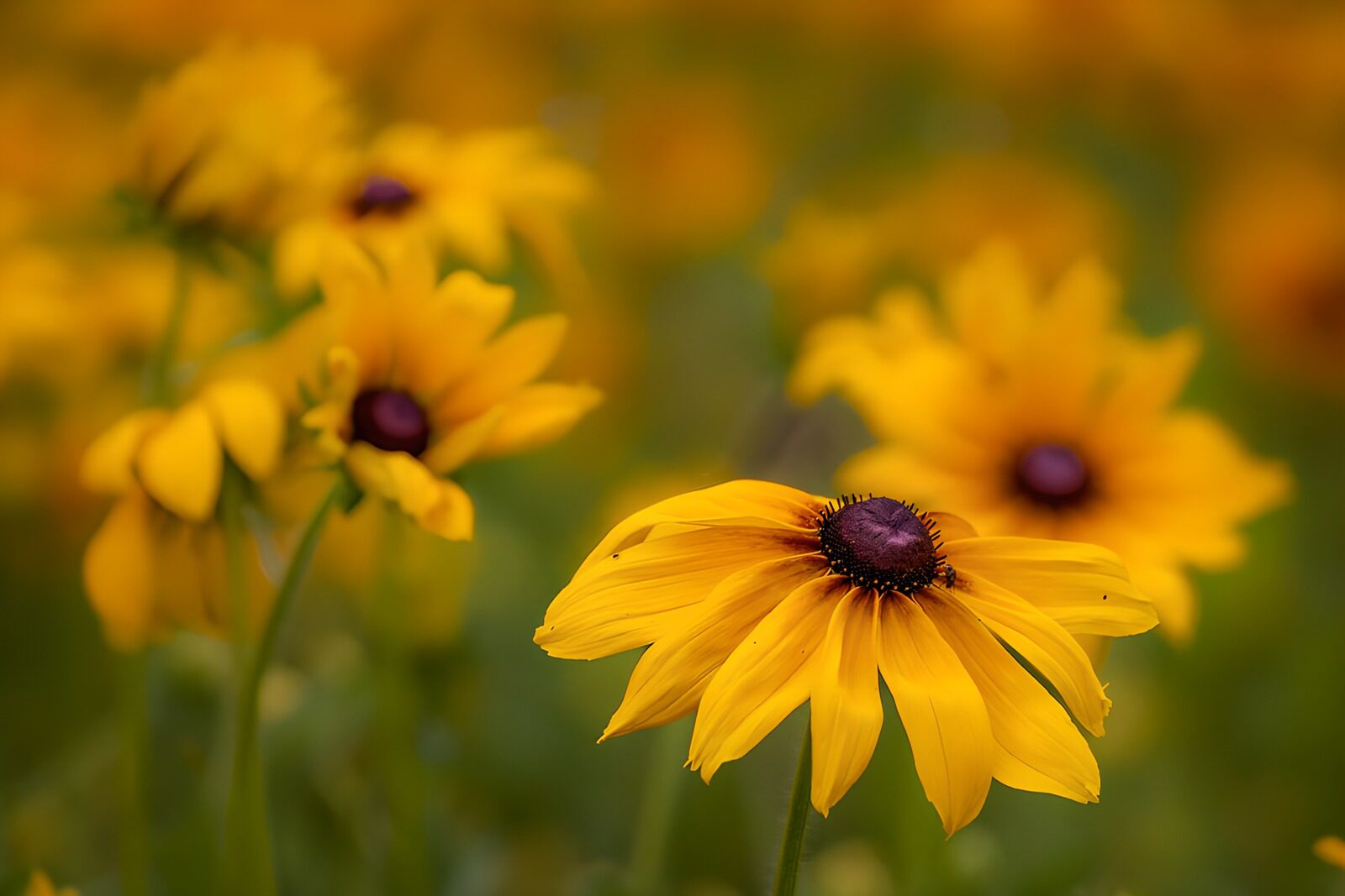 PDGIT3829228: Rudbeckia gialla nella luce morbida