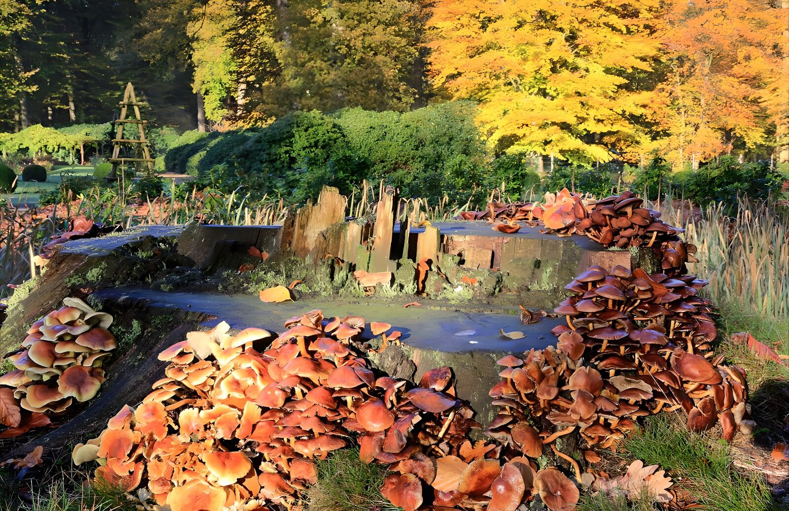 PDGIT1815431: Funghi sul ceppo al sole d’autunno