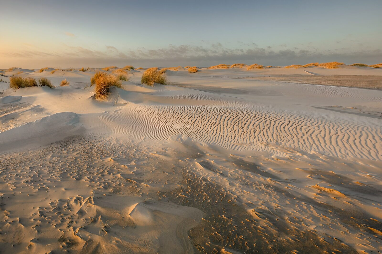 PDGIT1575097: Dune di sabbia ed erba nella luce serale