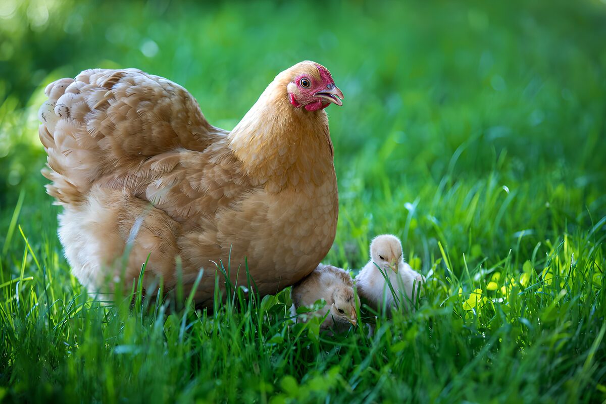 PDGIT5516611: Gallina dorata con due pulcini nell’erba
