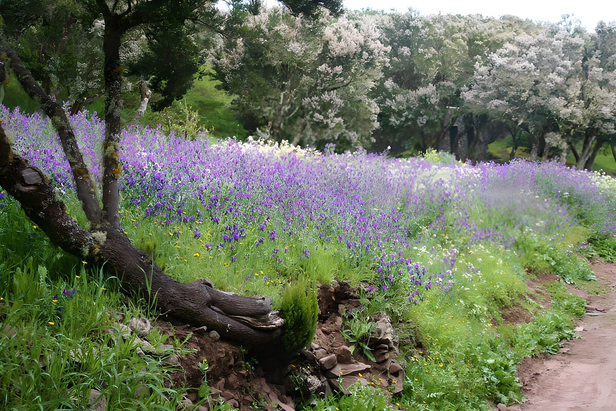 PDGIT6283268: Prato in fiore con albero contorto