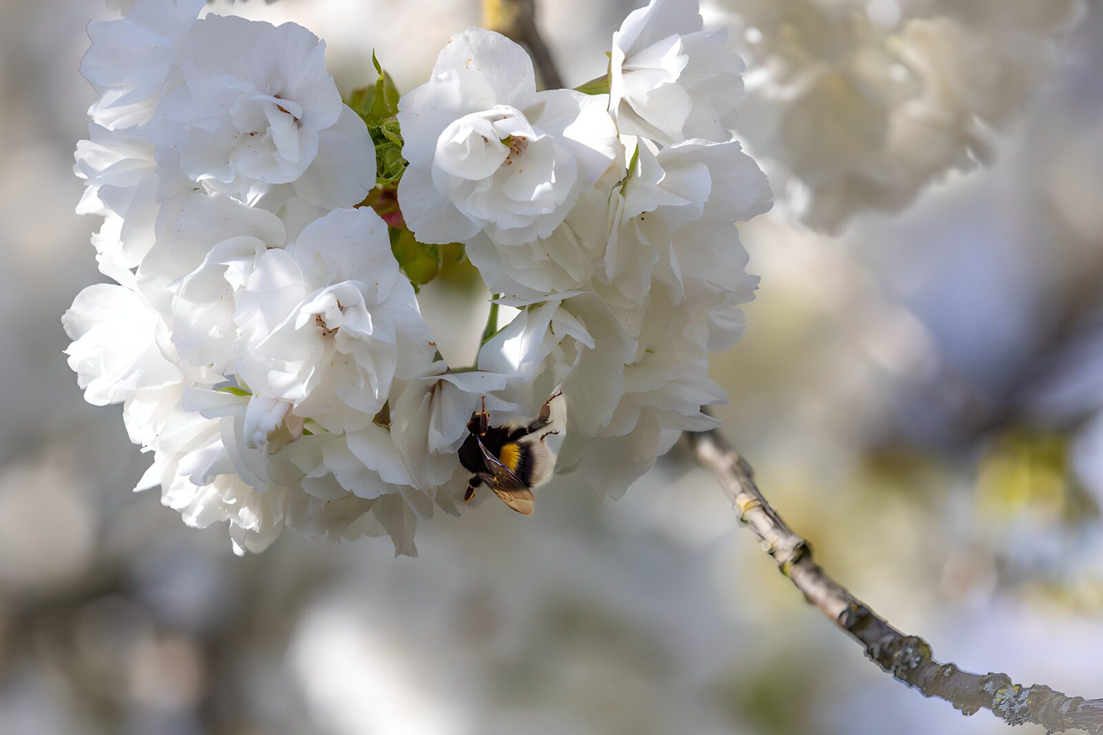 PDGIT7481971: Bombo sui fiori bianchi di primavera