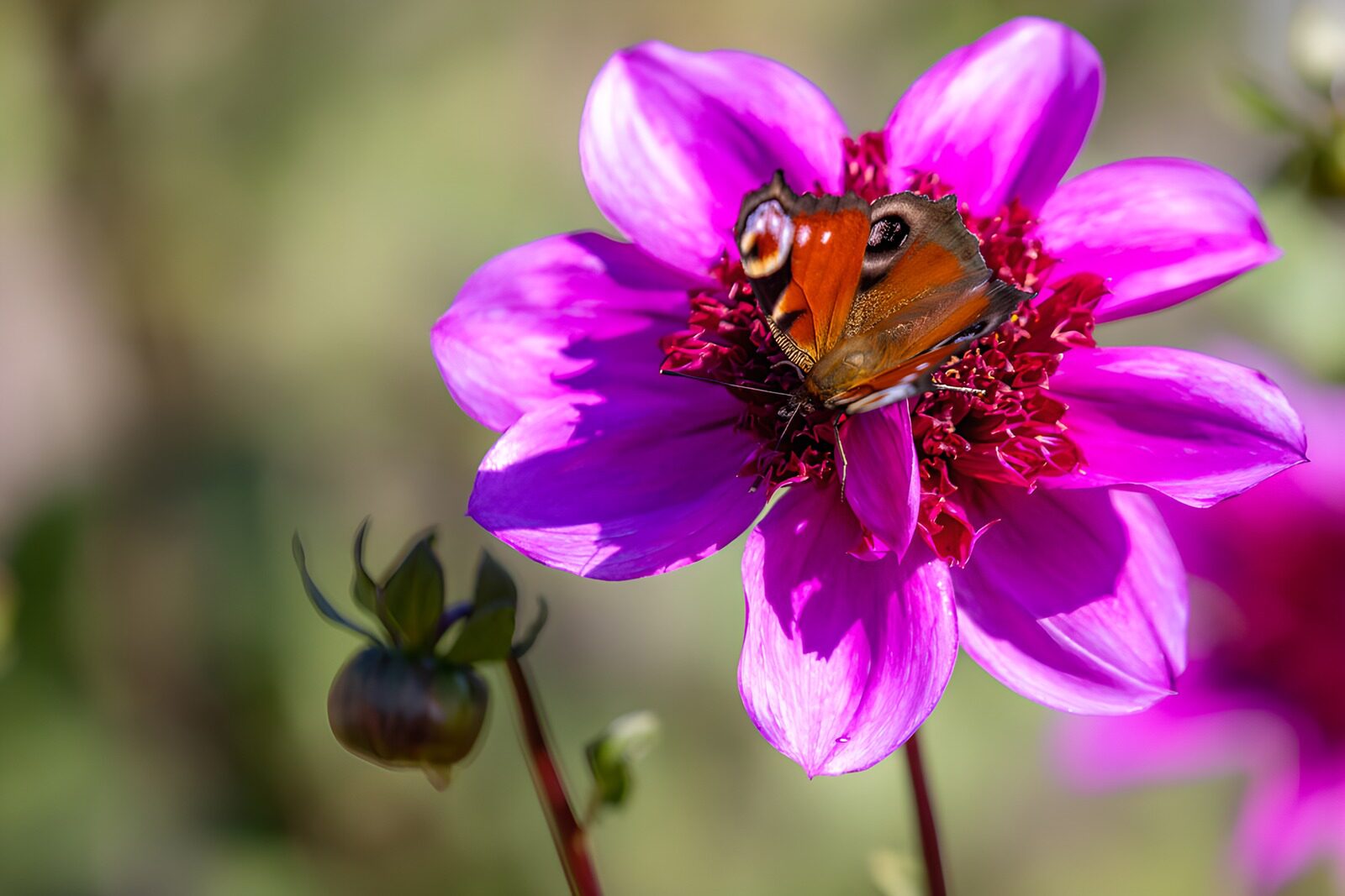 PDGIT5090269: Vanessa io su un fiore rosa al sole