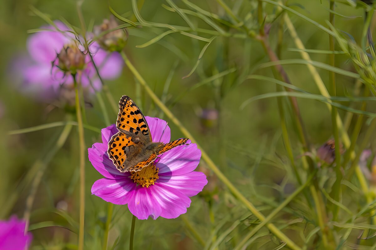 PDGIT6769281: Farfalla arancione sul cosmo rosa al sole