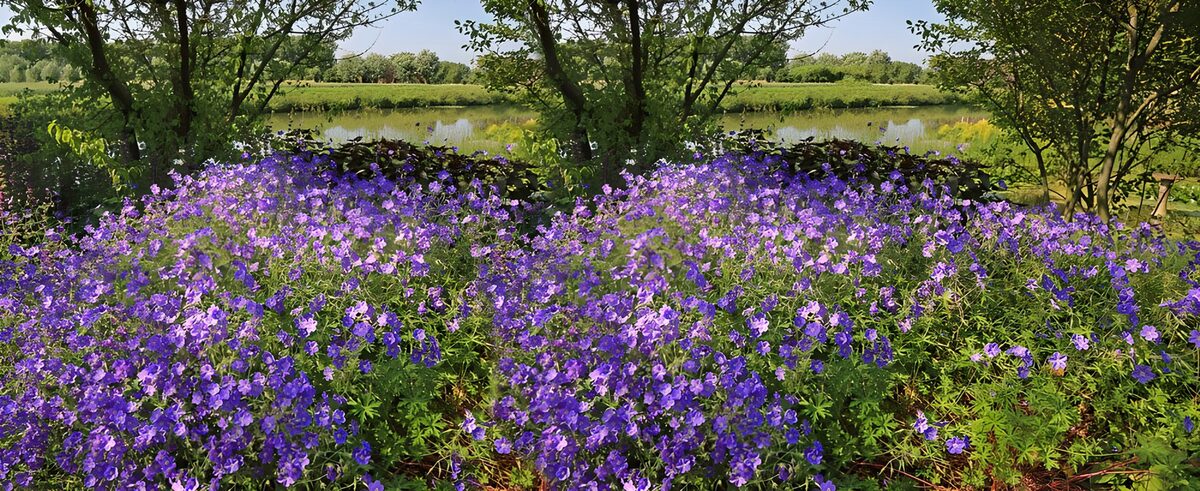 PDGIT6733528: Fiori viola lungo l’acqua quieta