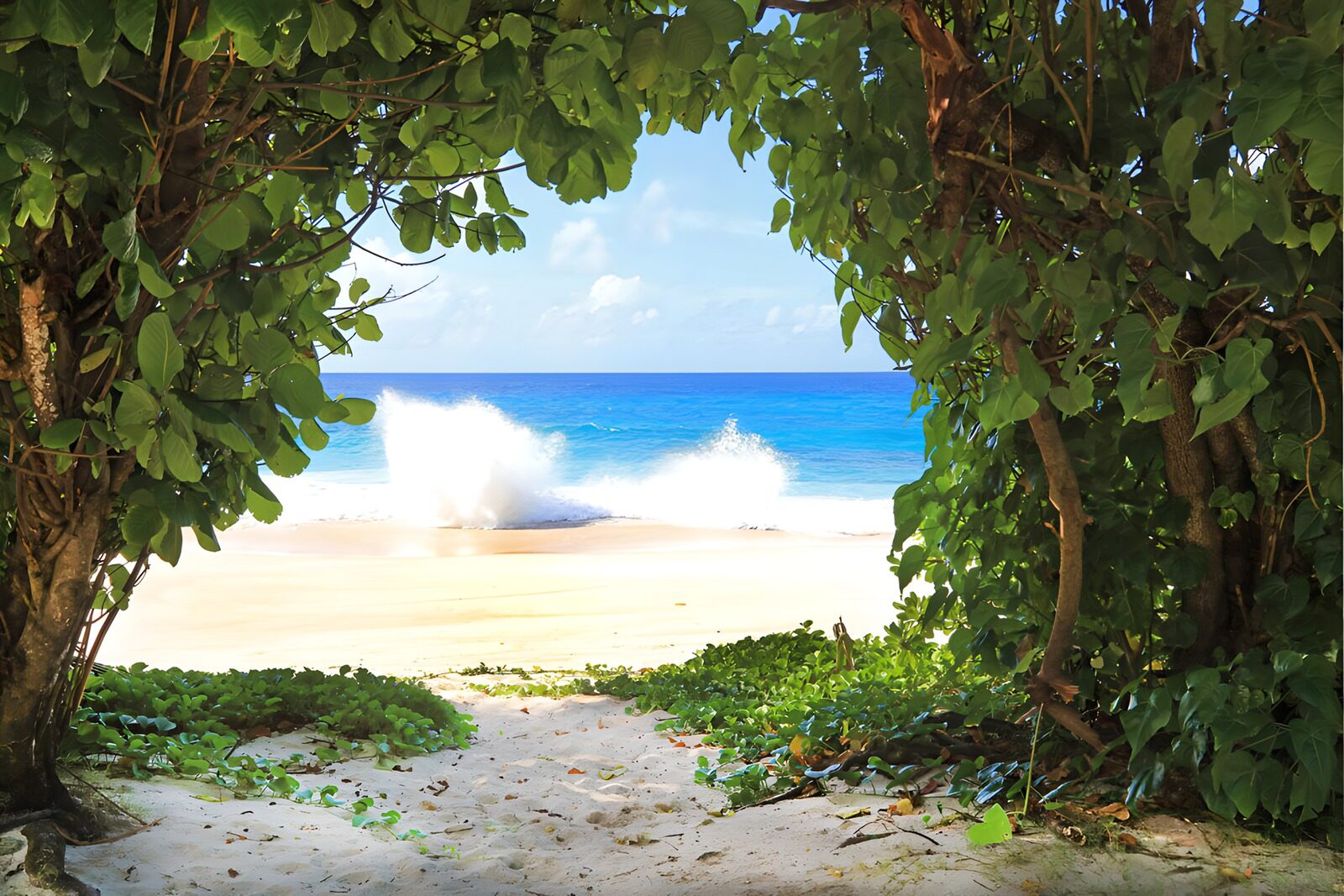 PDGIT4794329: Spiaggia al sole tra alberi e onde