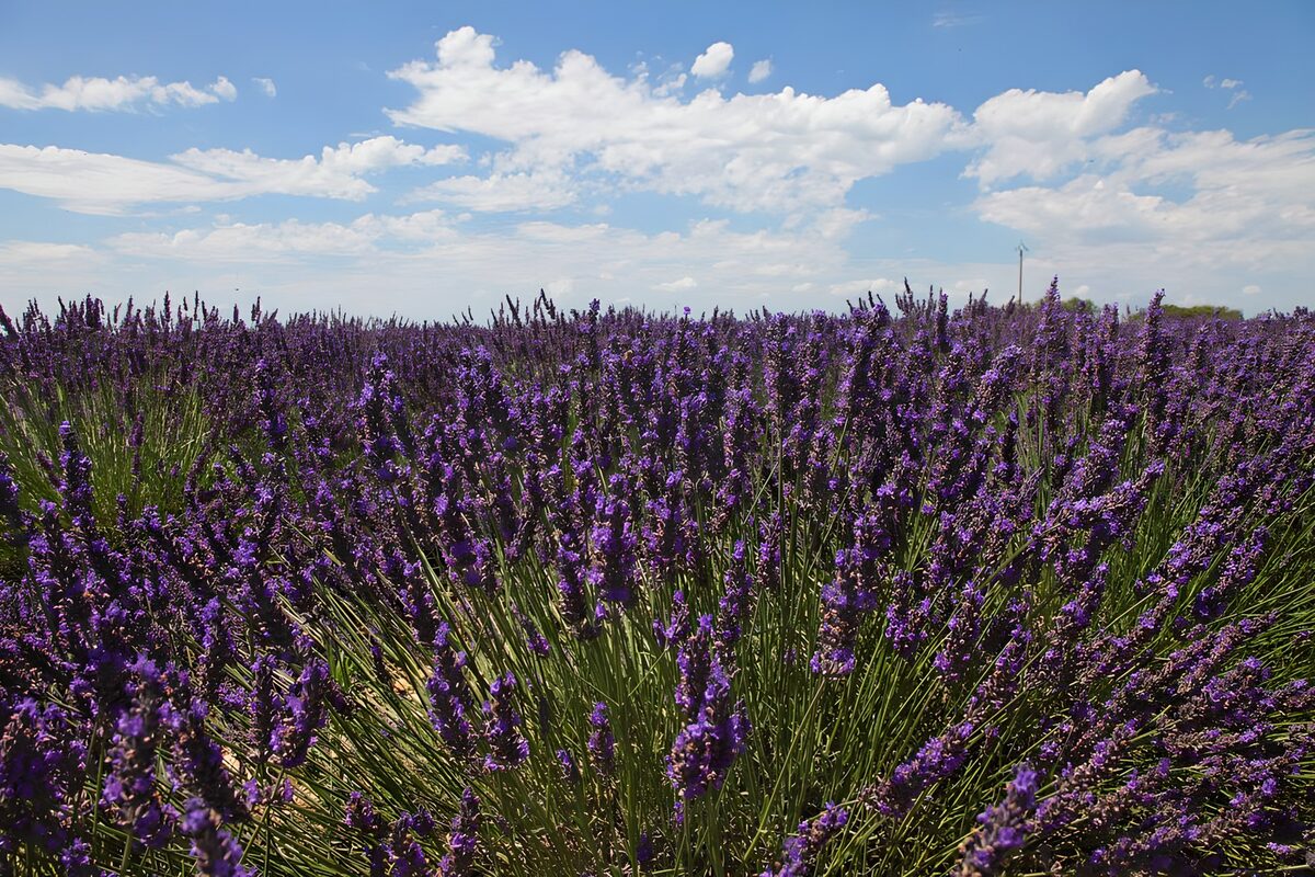 PDGIT5490100: Campo di lavanda sotto il cielo d'estate
