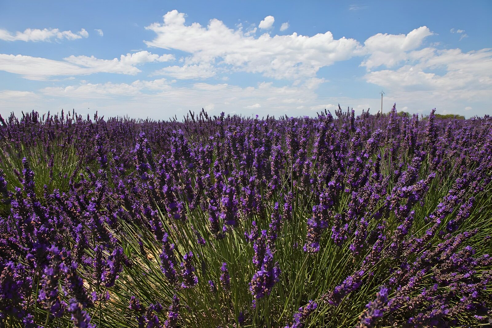 PDGIT5490100: Campo di lavanda sotto il cielo d'estate