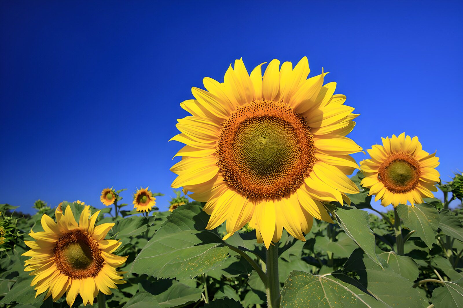 PDGIT6225768: Un girasole accende l'estate