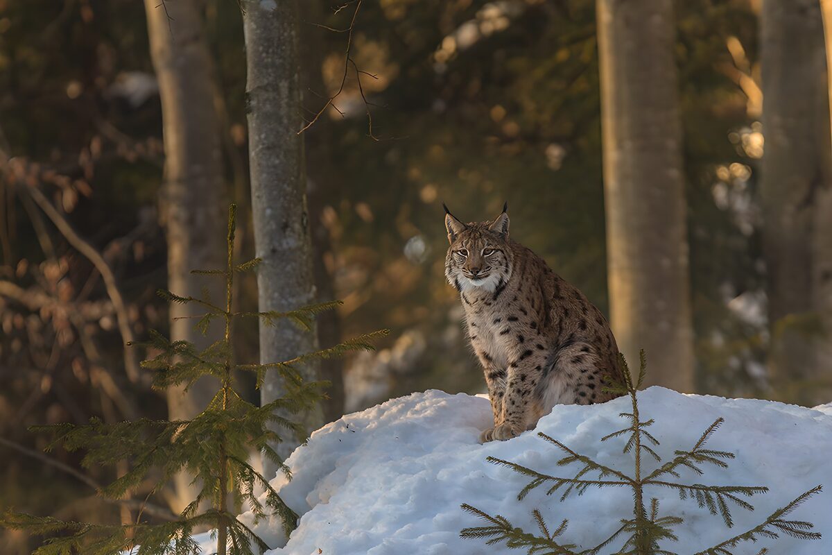 Lince sulla neve tra le conifere