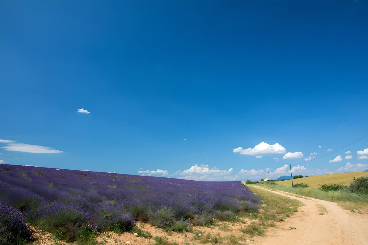 Campo di lavanda lungo la strada sterrata