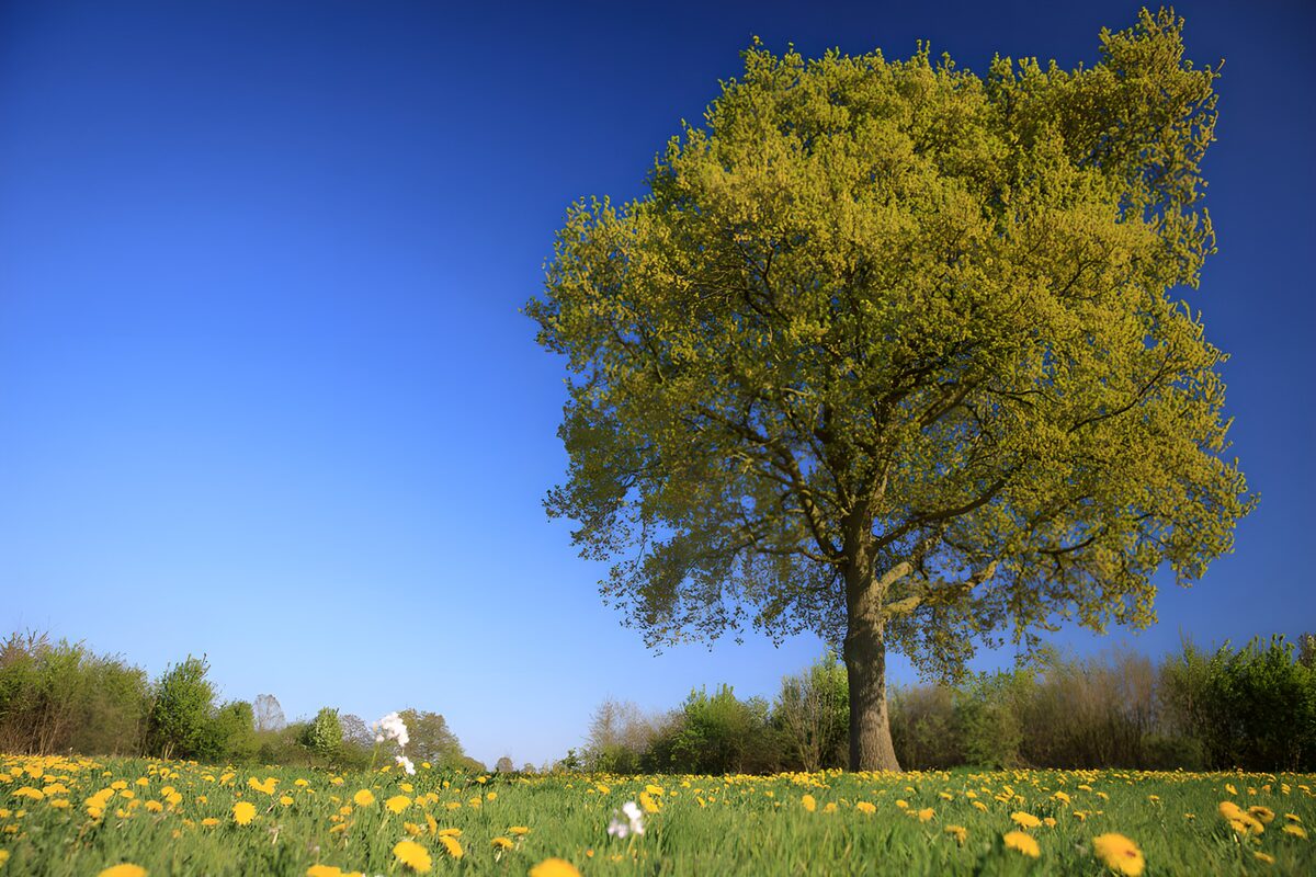 PDGIT8024202: Albero e tarassachi al sole di primavera