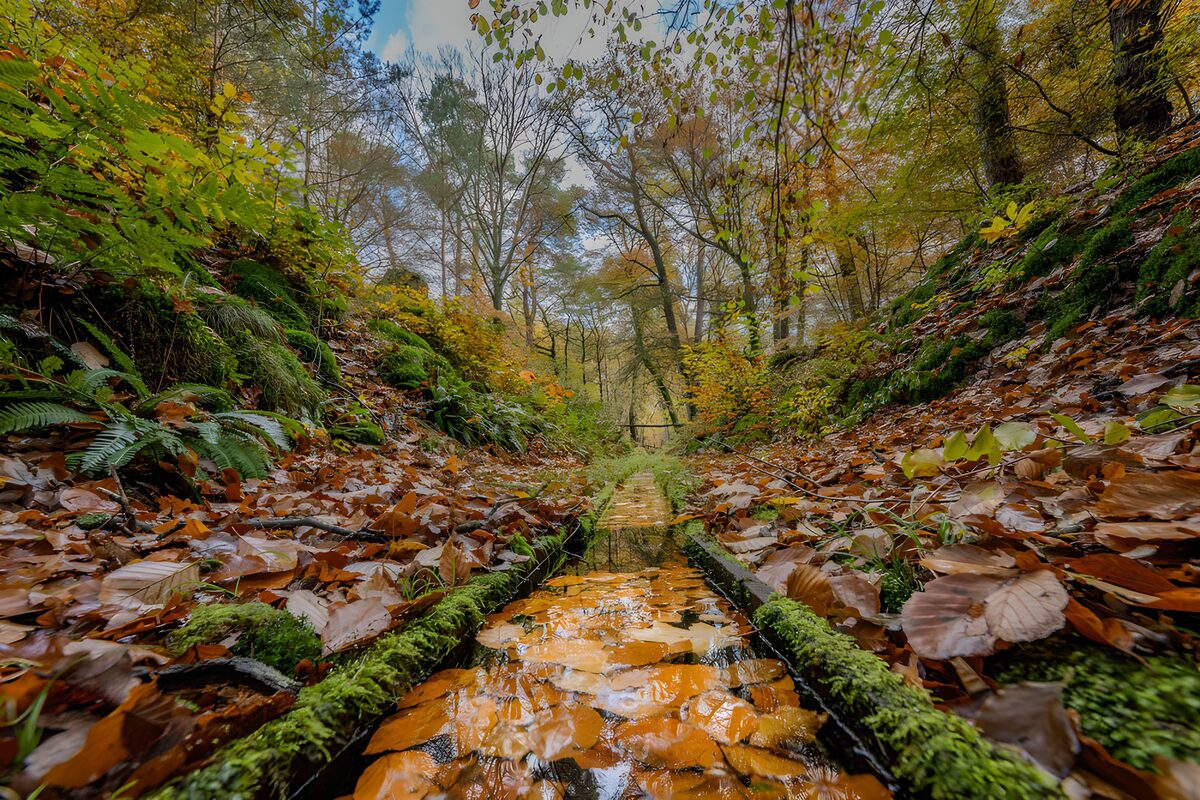 Canale nel bosco tra muschio e foglie