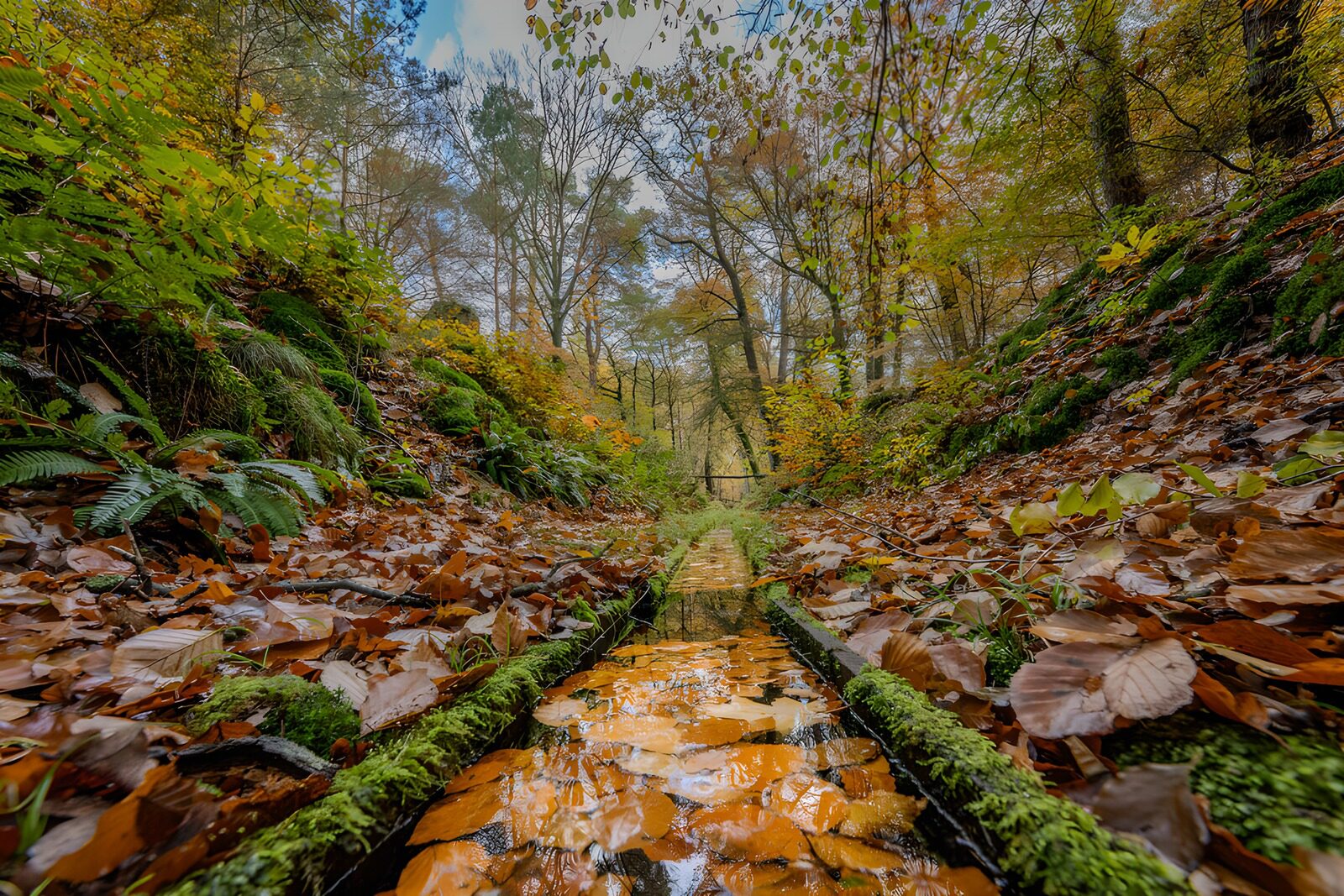 PDGIT1224283: Canale nel bosco tra muschio e foglie