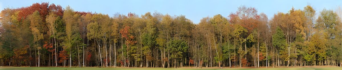 Bosco autunnale tra prato e cielo