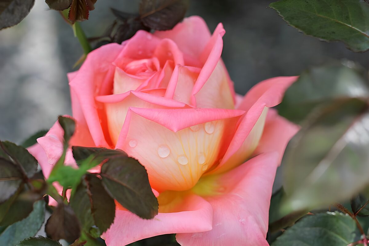 PDGIT1062339: Rosa dai petali rosa e dal cuore giallo