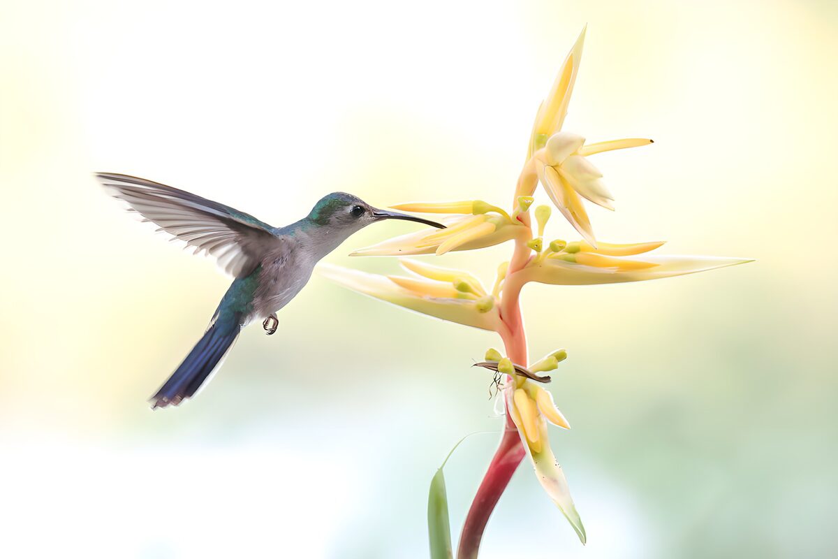 Colibrì in volo tra fiori color crema