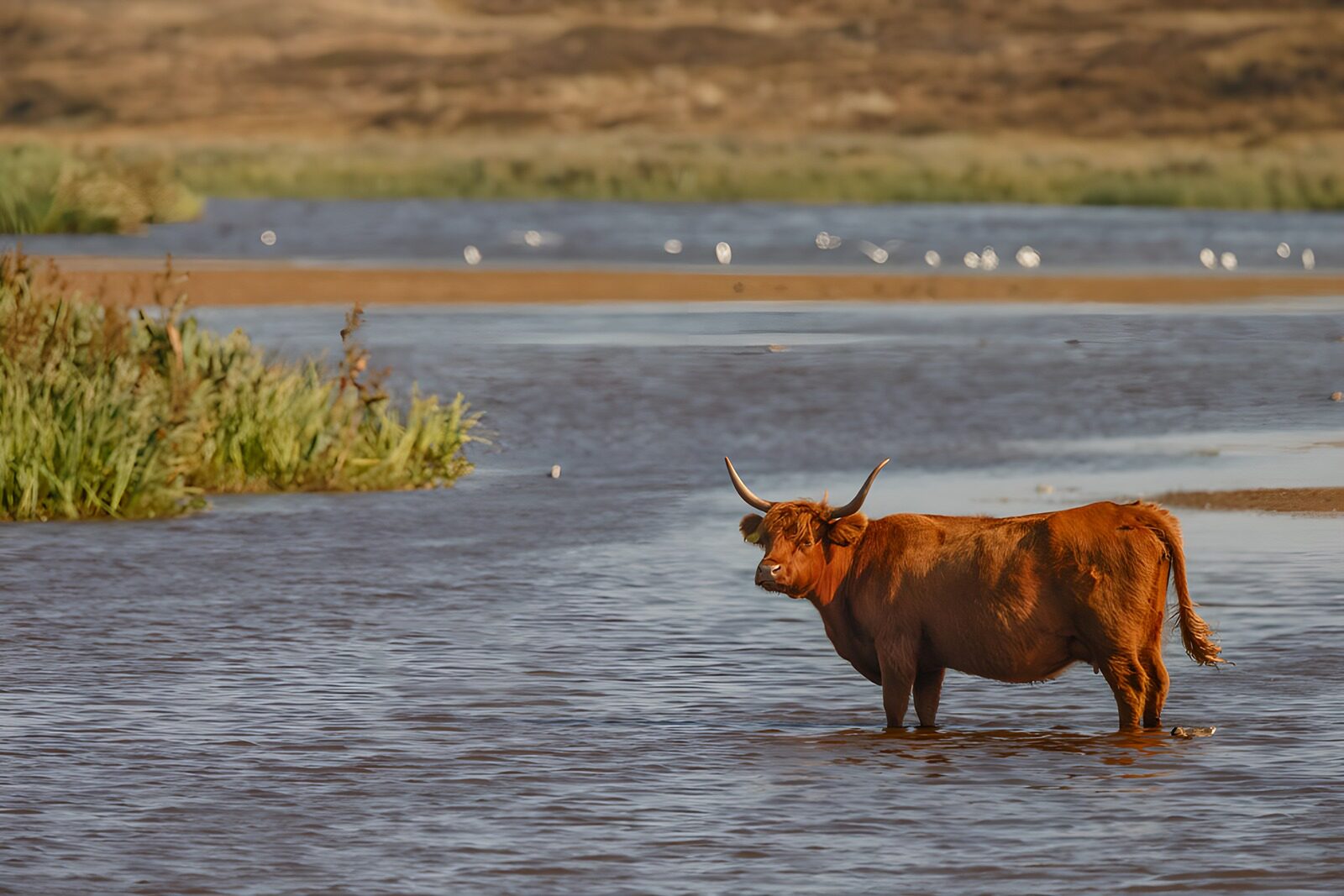 PDGIT1669973: Mucca Highland nell'acqua tranquilla