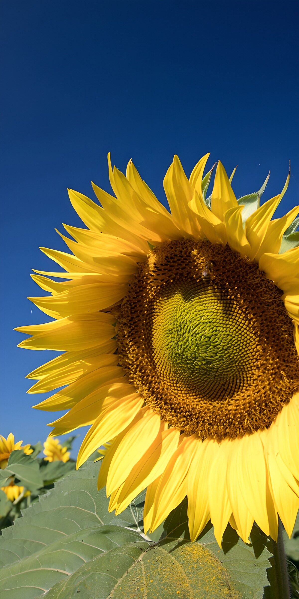 PDGIT3734221: Un girasole accende l'azzurro