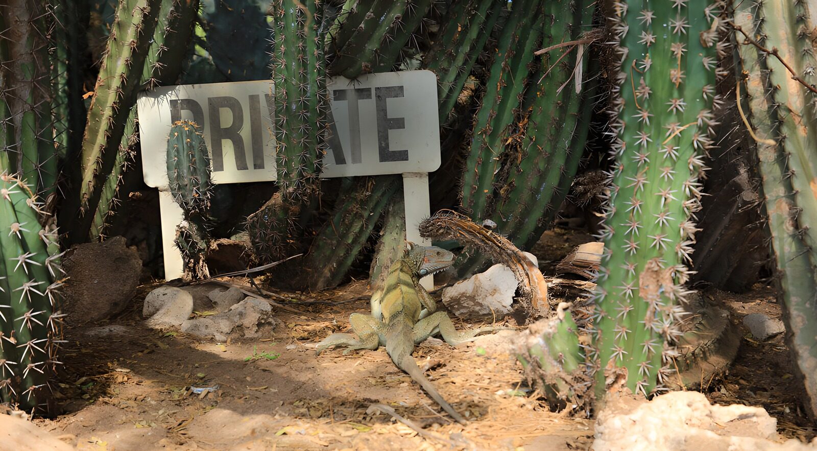 PDGIT1126325: Iguana a riposo tra i cactus