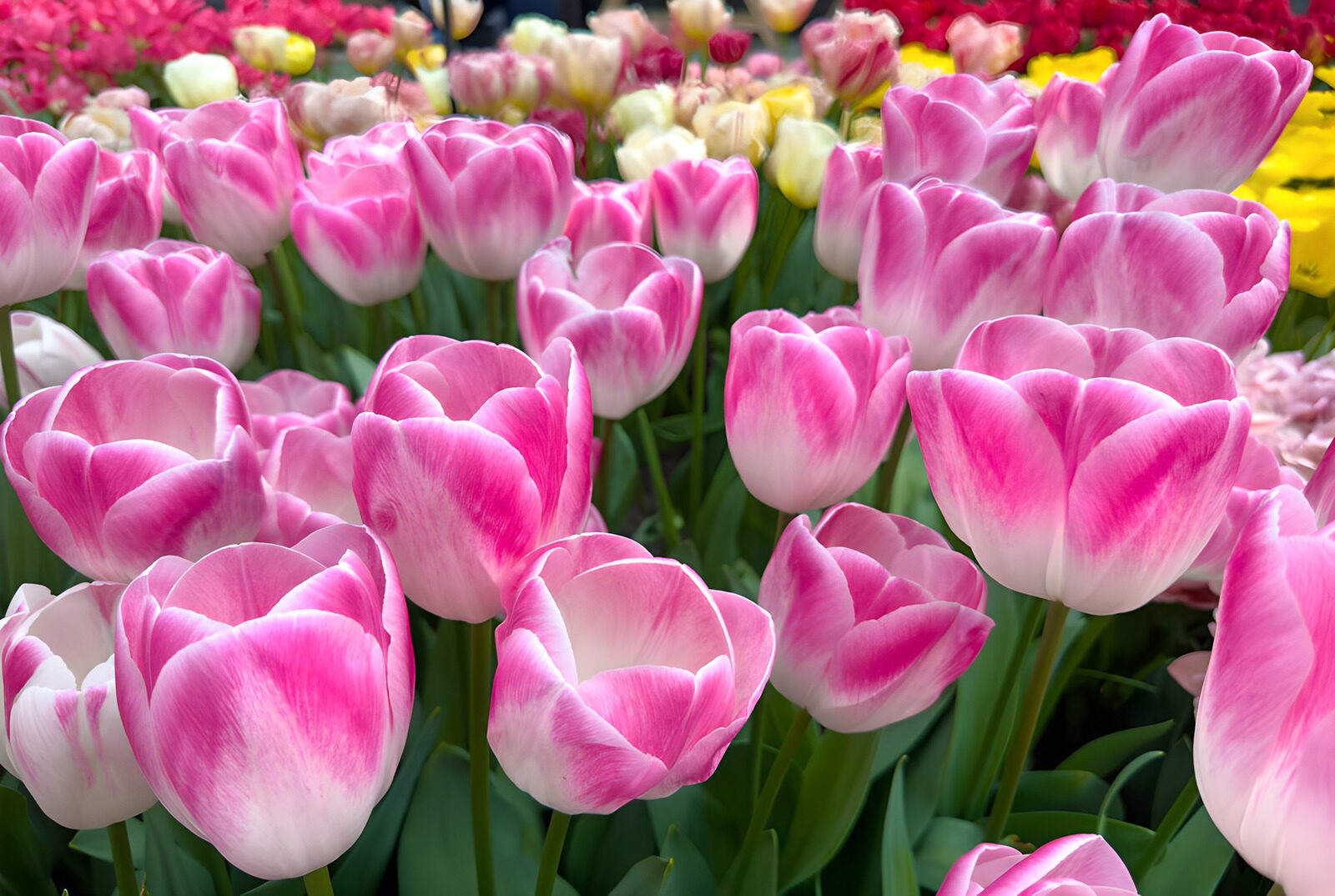 PDGIT2060863: La primavera sfuma nei tulipani rosa