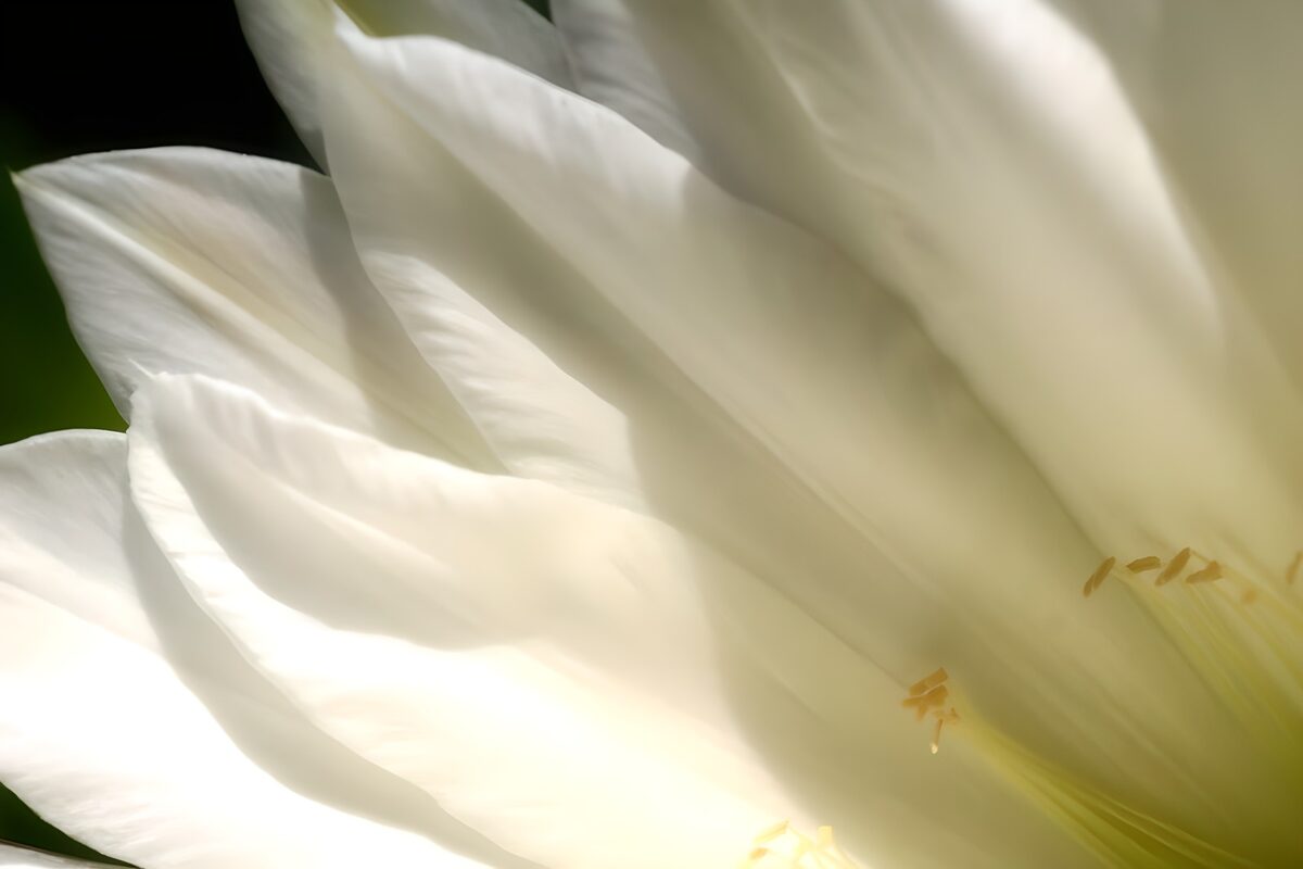 PDGIT7571478: Fiore bianco in primo piano