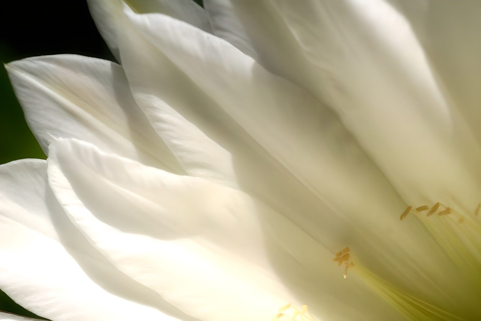 PDGIT7571478: Fiore bianco in primo piano