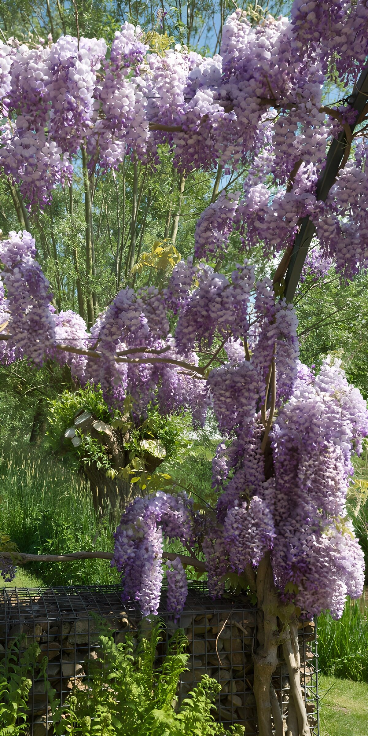 PDGIT8377375: Glicine in fiore al sole