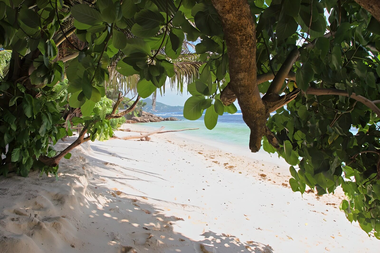 PDGIT1928177: Spiaggia tropicale all'ombra degli alberi