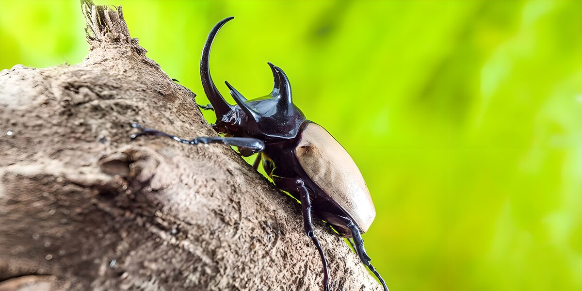 Scarabeo sulla corteccia, sfondo verde