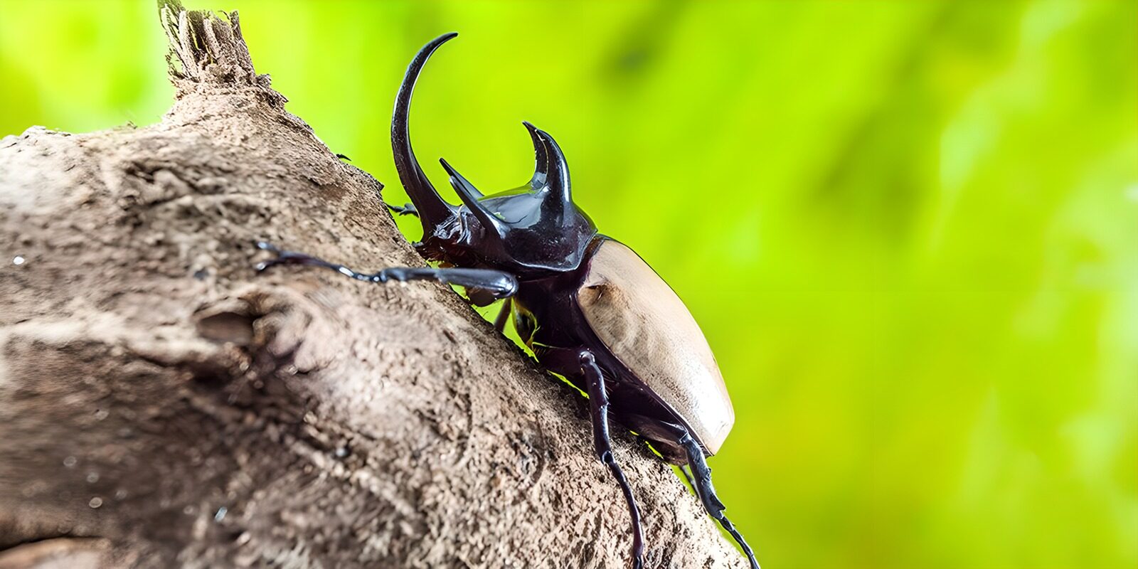 PDGIT2333077: Scarabeo sulla corteccia, sfondo verde