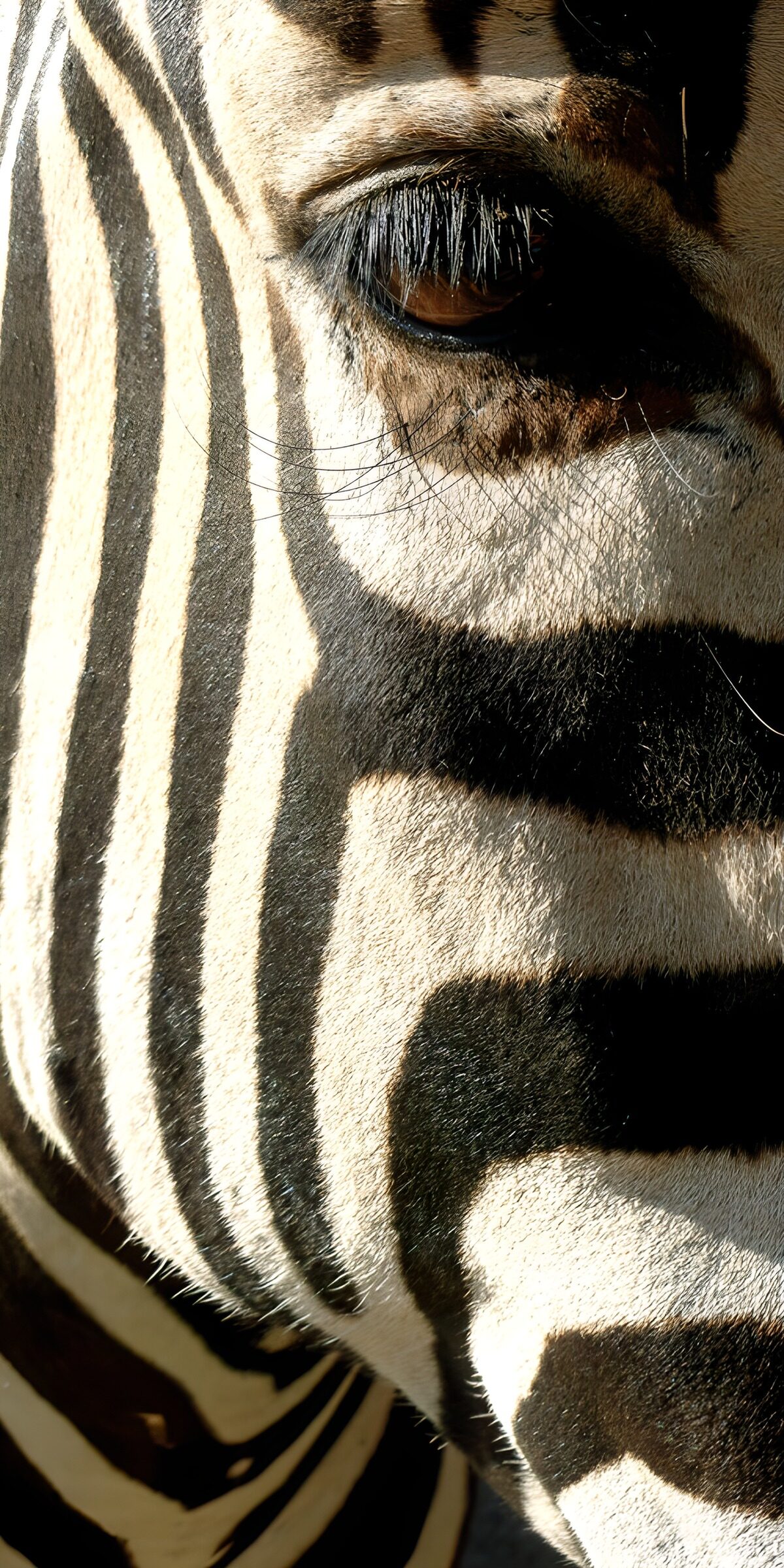 PDGIT2784729: Zebra in primissimo piano