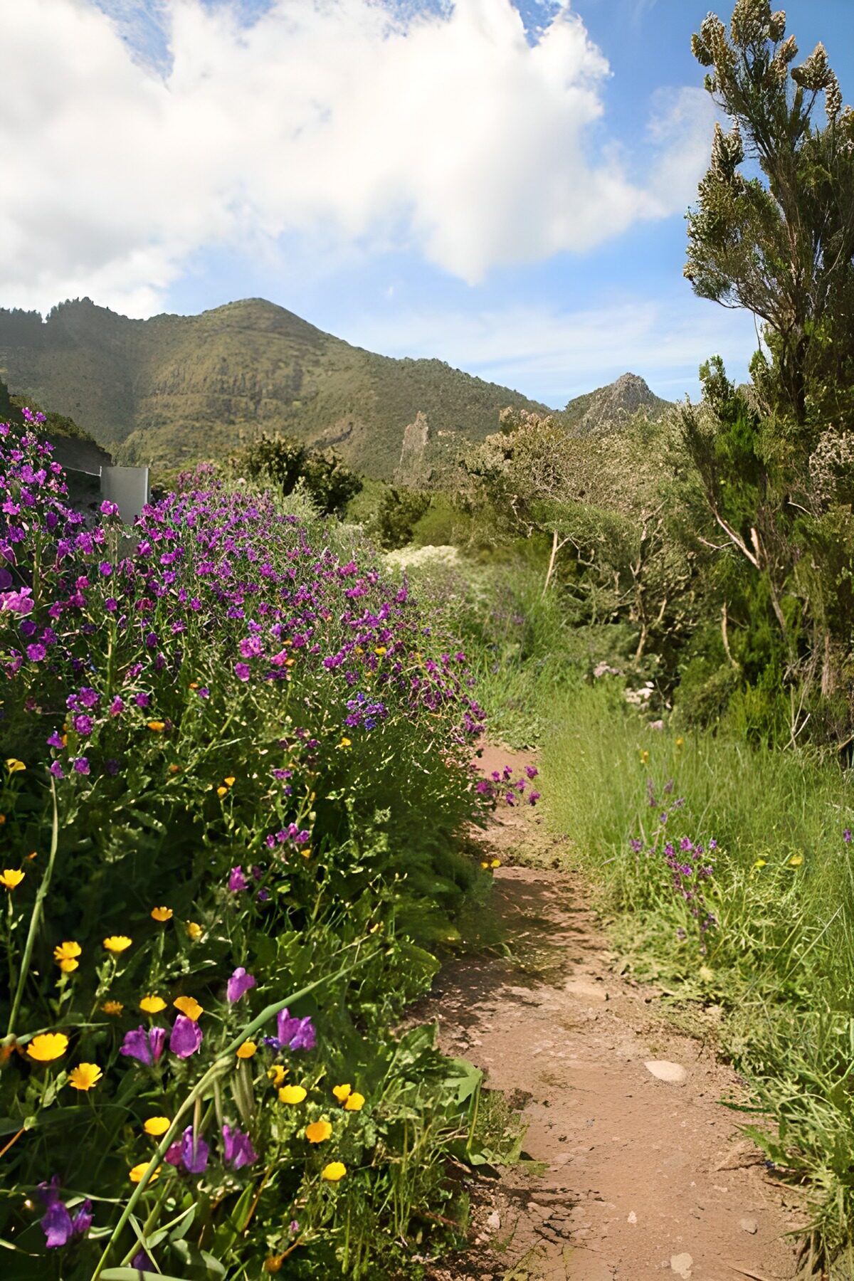 Sentiero tra fiori viola e montagne
