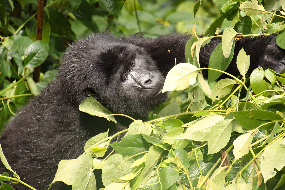 PDGIT9082109: Gorilla nero tra foglie e ombre
