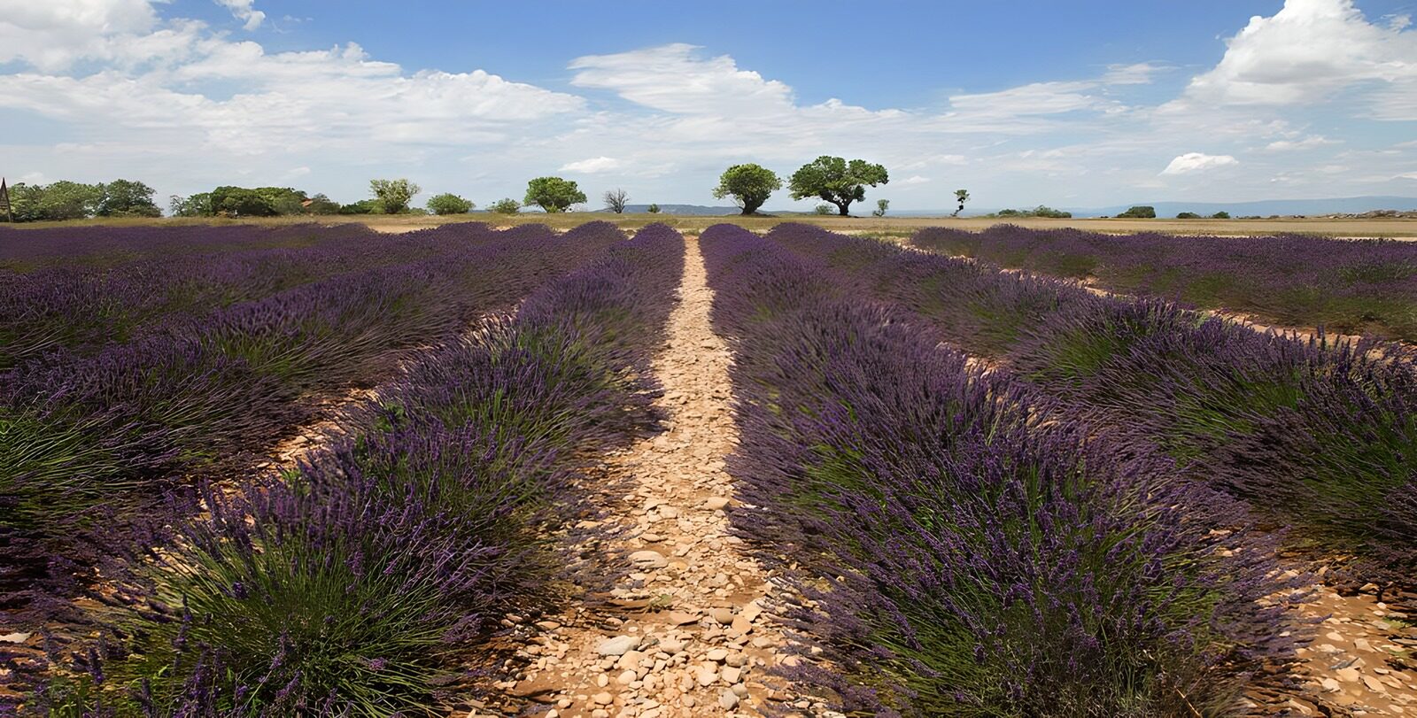 PDGIT8938483: Filari di lavanda sotto il cielo d’estate