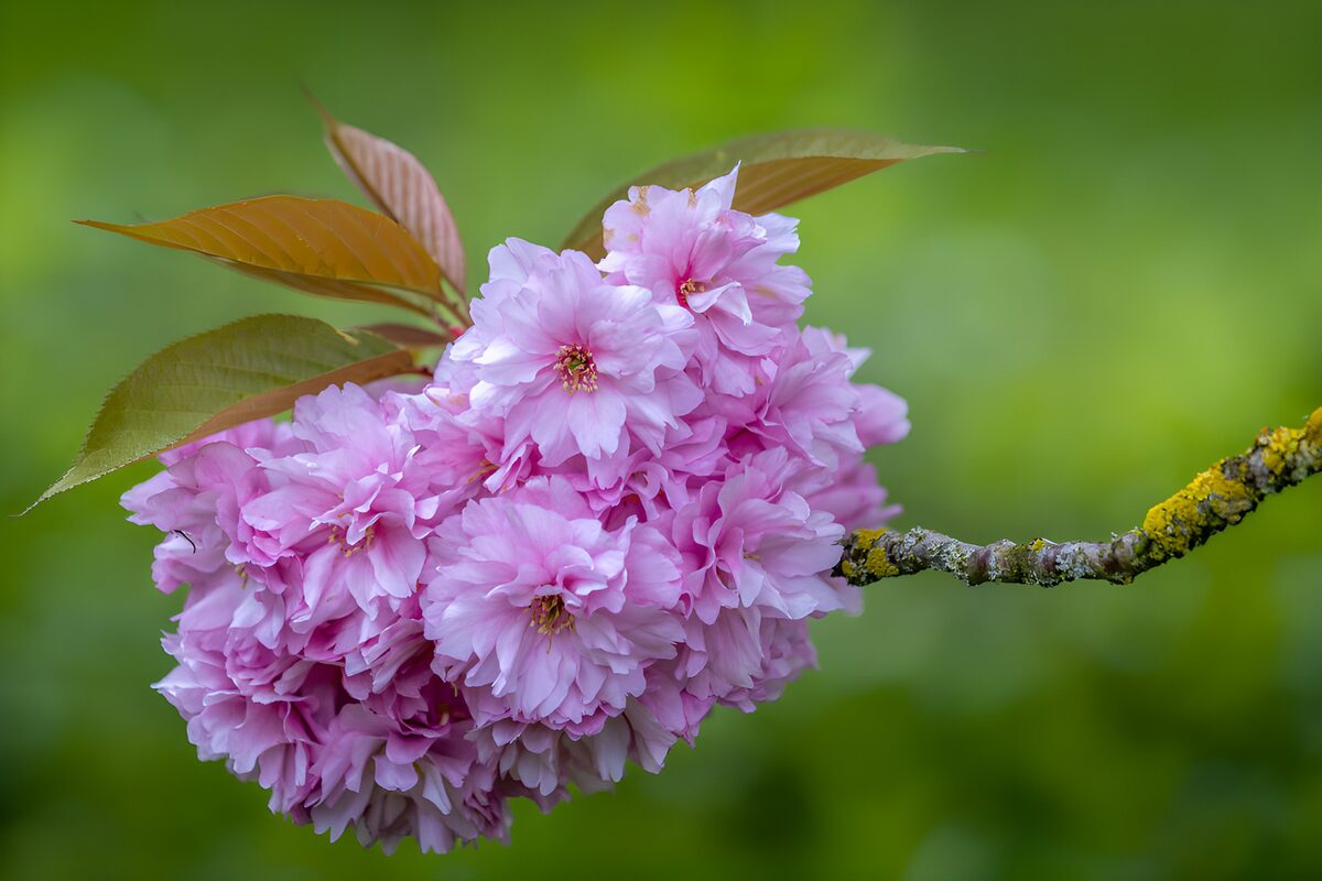 PDGIT3511419: Ramo di ciliegio dai fiori rosa