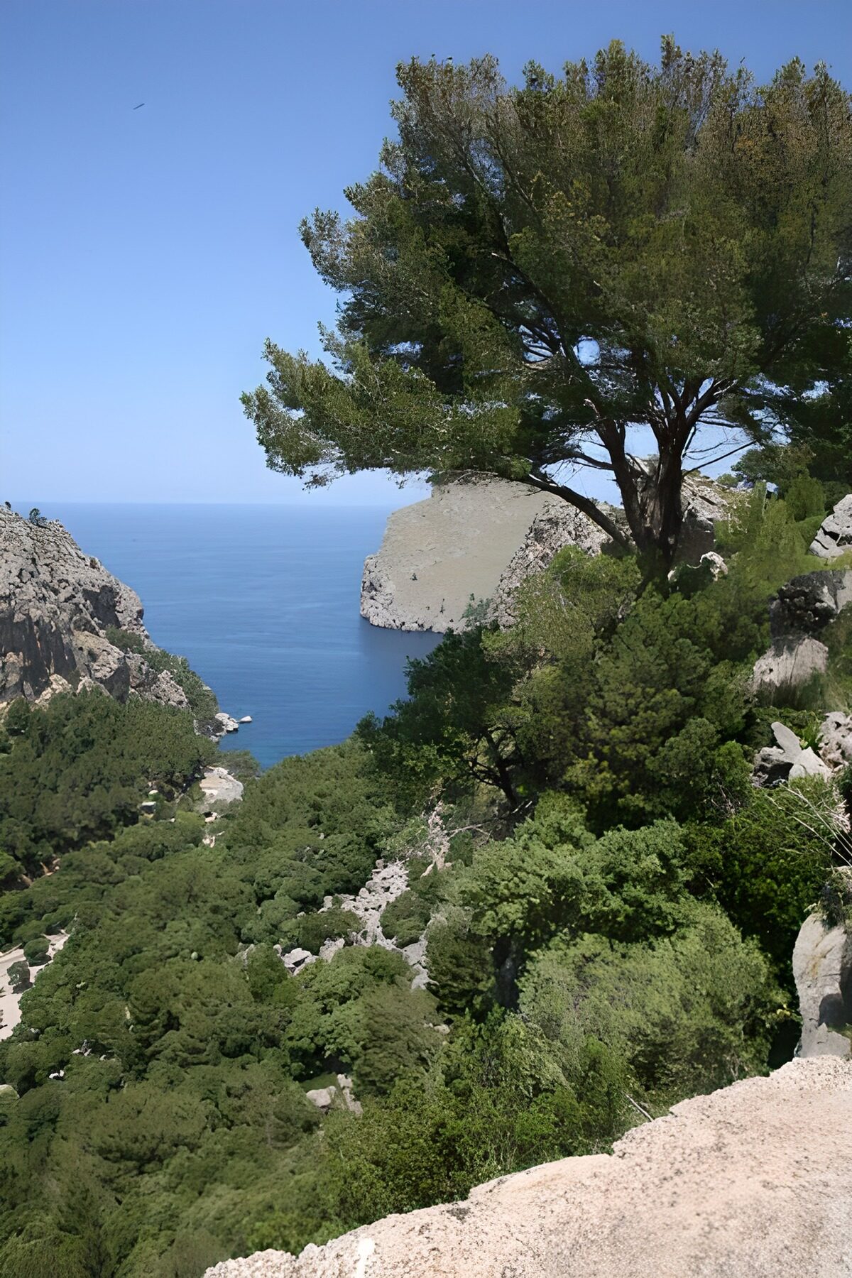 PDGIT8770127: Pino e scogliere sul mare