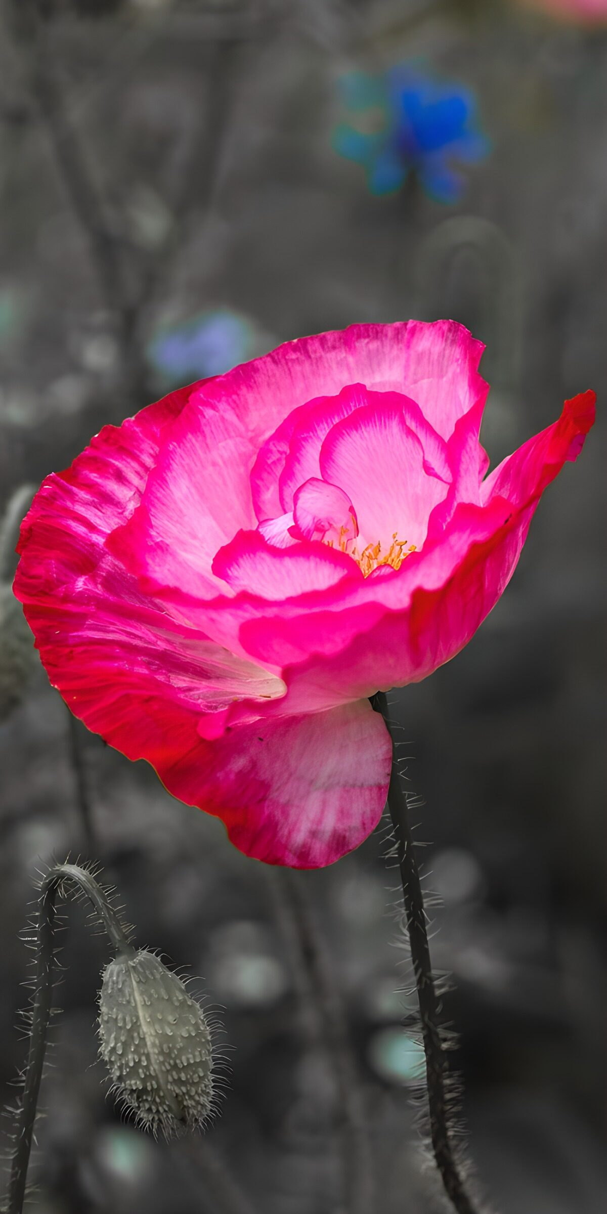 PDGIT2836267: Papavero rosa e bocciolo nella luce