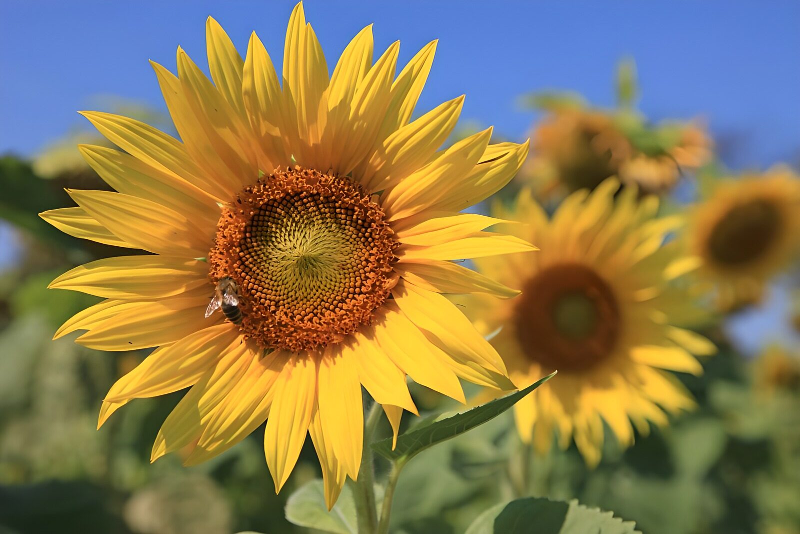 PDGIT5444719: Girasole con ape nella luce estiva